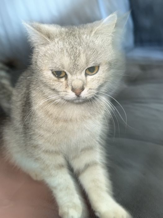 Шотландский кошка