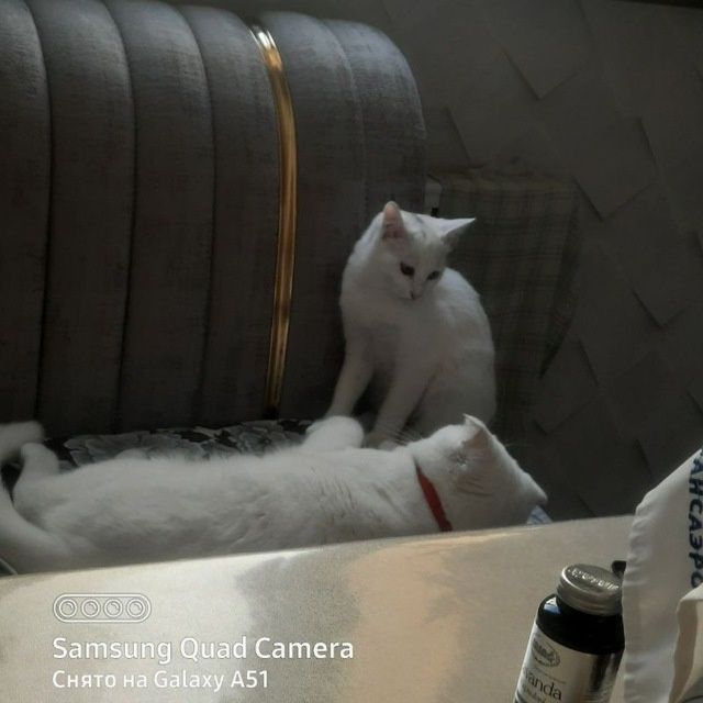 Мушукчалар кошки