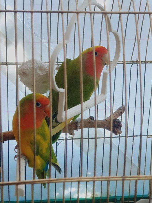 Попугайчики не разлучники