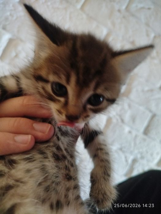 Продаю двух котят