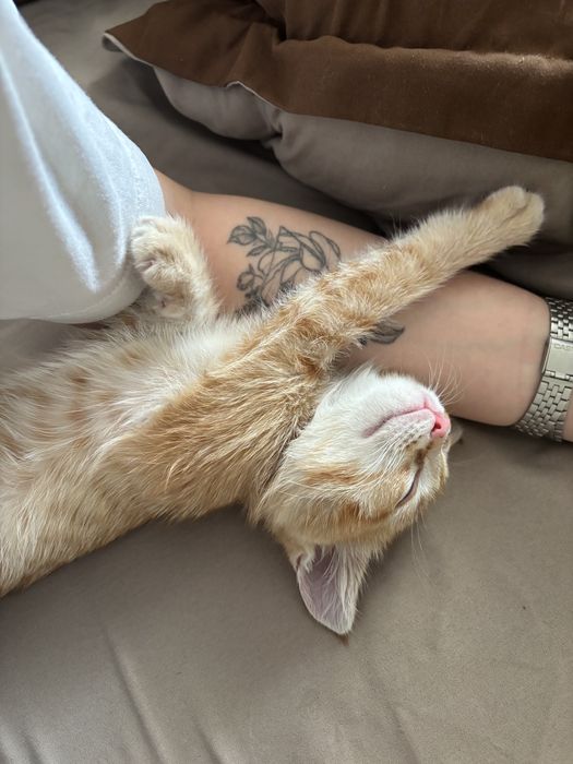Отдадим котенка в хорошие руки