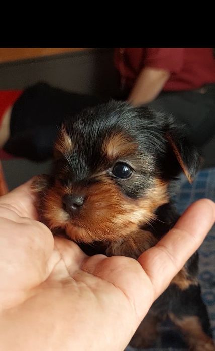 Yorkshire Terrier mascul