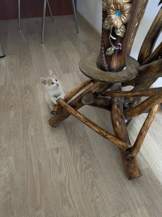 Малыши котята ищут новых хозяев