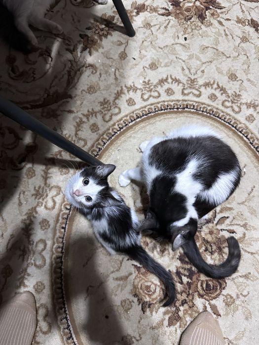 Отдам черно белого котенка( девочка)