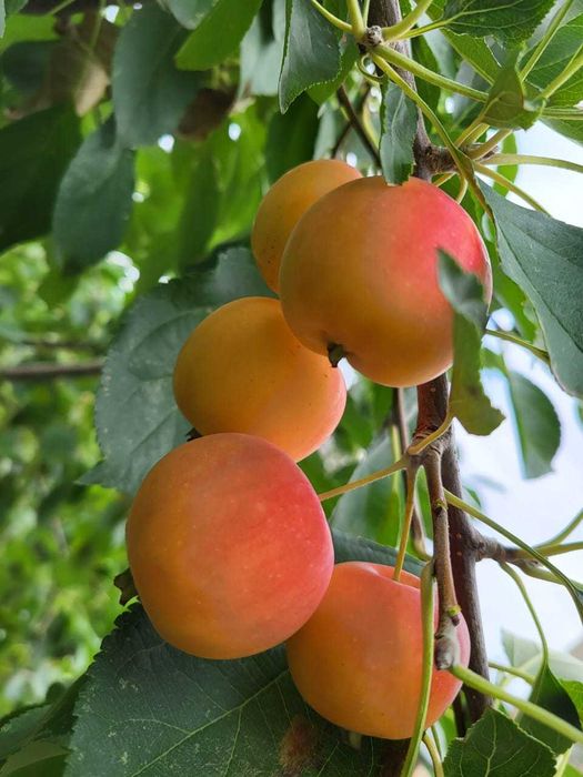 продам дачу, первая береговая линия