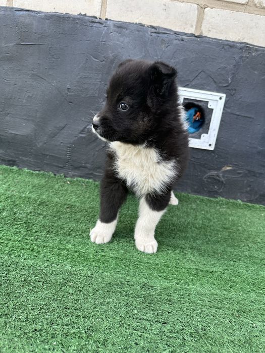 Щенок отдам в хорошие руки,