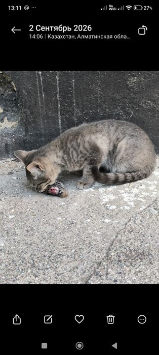 Отдам двух кошечек 5 месяцев