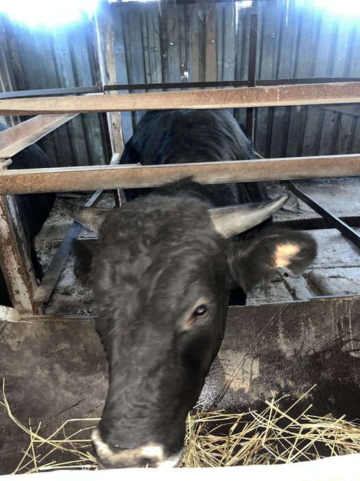 Продам бычков на откорме