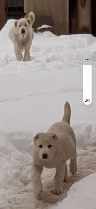 Продам щеков среднеазиадской авчарки