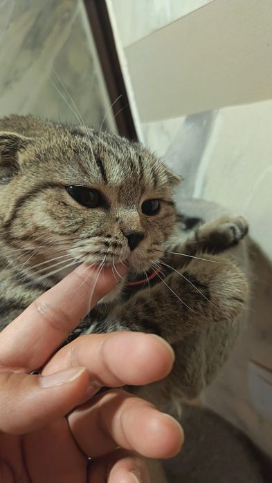 Британская скоттиш фолд. Девочка.