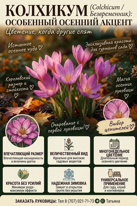 Безвременник (колхикум)
