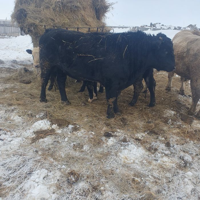 Продам быков живым весом