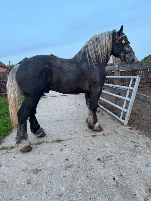 Armasar Percheron Franta , pentru monta