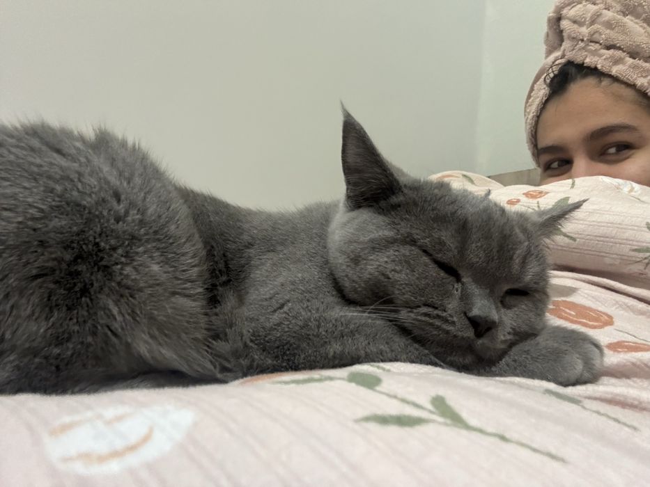 Mushuk toza britanskiy