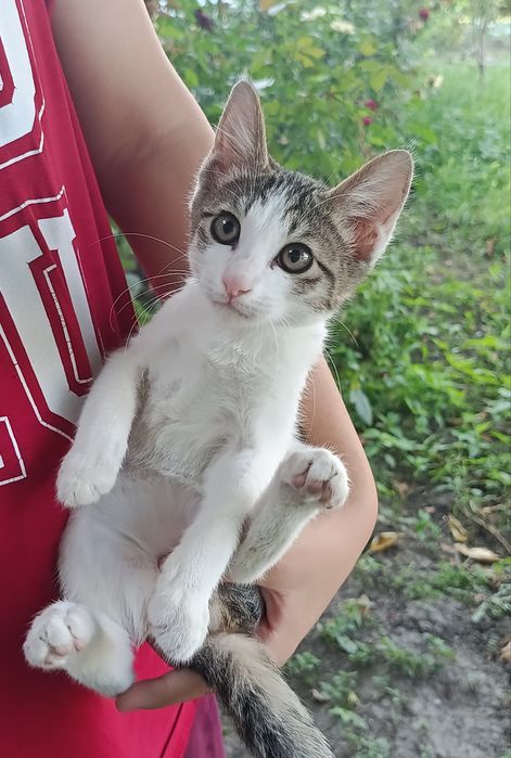 Кошки бесплатно в добрые руки