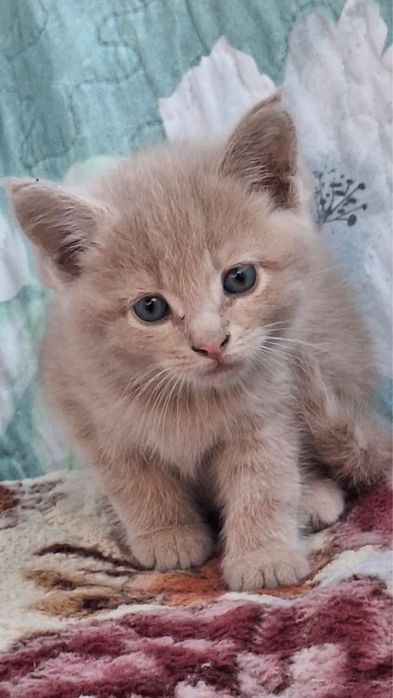 Котята мейнкуна помесные