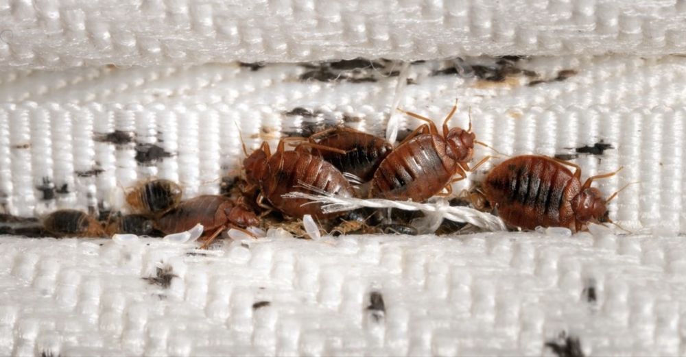 Дезенфекция дизенфекция дезинфекция дизинфекция dizinfeksiya