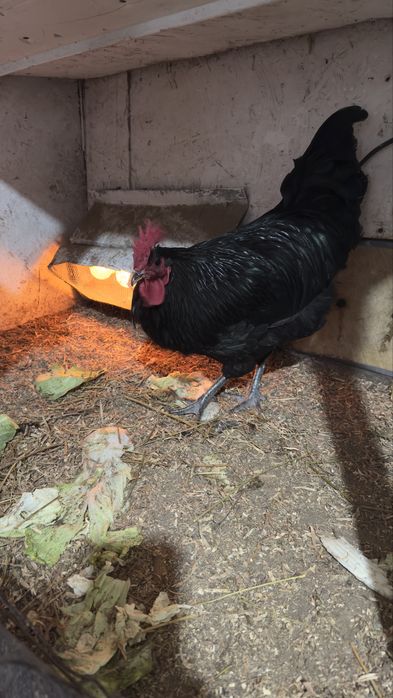 Продам петушка джерсийский гигант