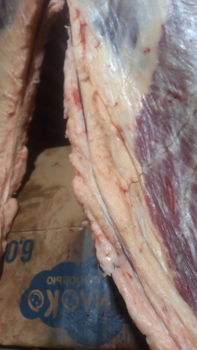 Семіз жылқының еті