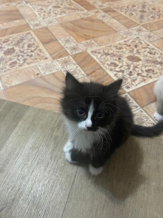 Отдам котят в хорошие руки