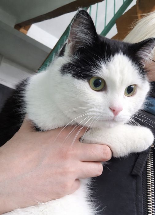 Кот Черчилль ищет семью