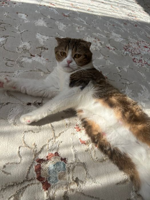 Продается котятя