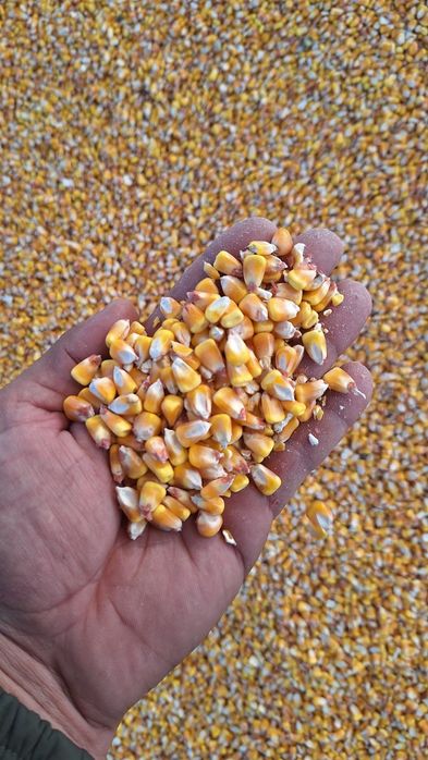 Porumb boabe de vanzare