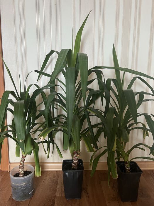 Продам Юкка пальма