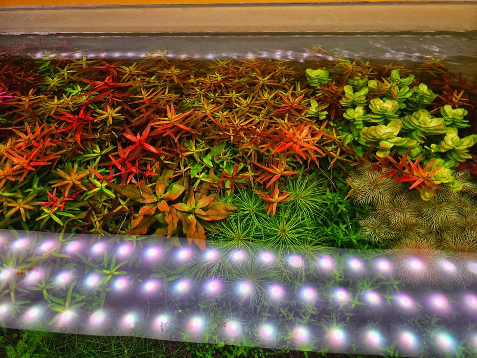 Plante Naturale Acvariu