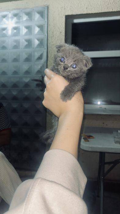 Шотландский вислоухий