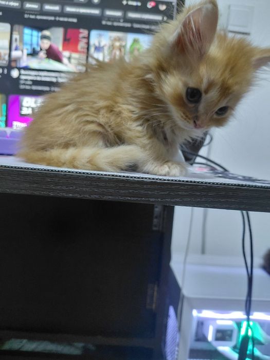 Полу мейн-кун котёнок