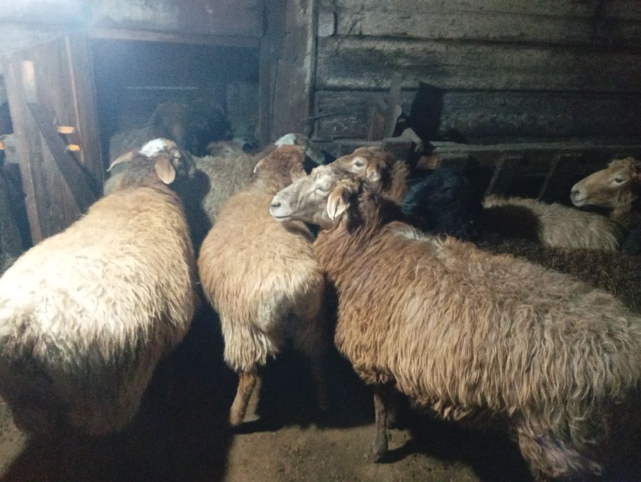 Продаются бараны