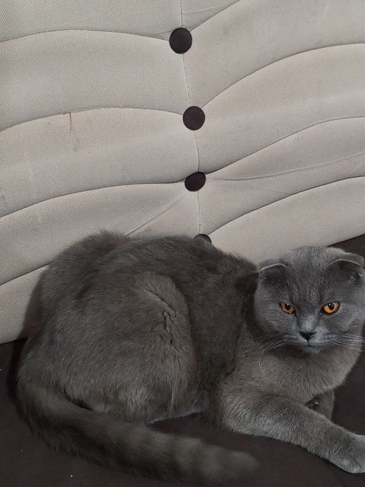 Transseksual porno tomosha qiling