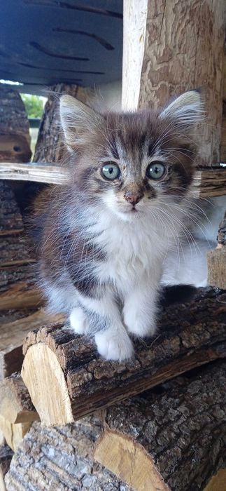Подарявам котета