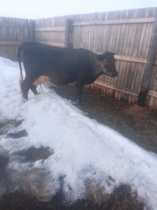 Продам корову дойную