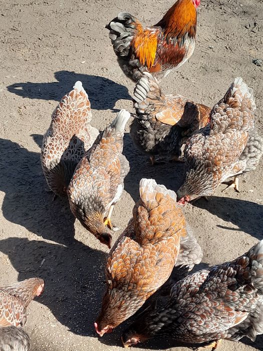 Oua pt incubat.5 lei/buc