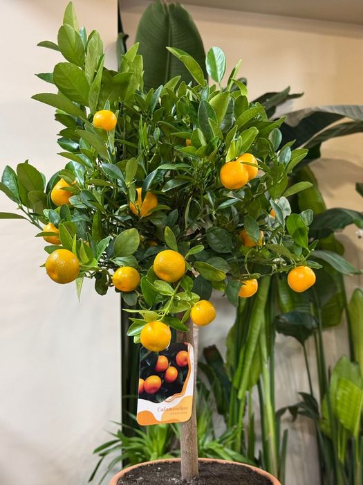 Лимон. Каламондин. Кумкват.