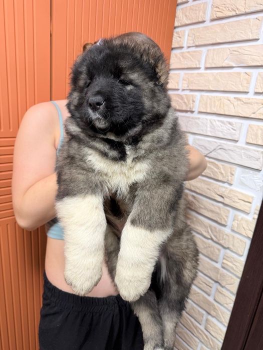 Щенки кавказкой овчарки