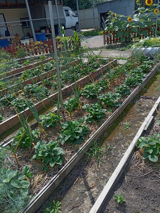 Продам рассаду клубники