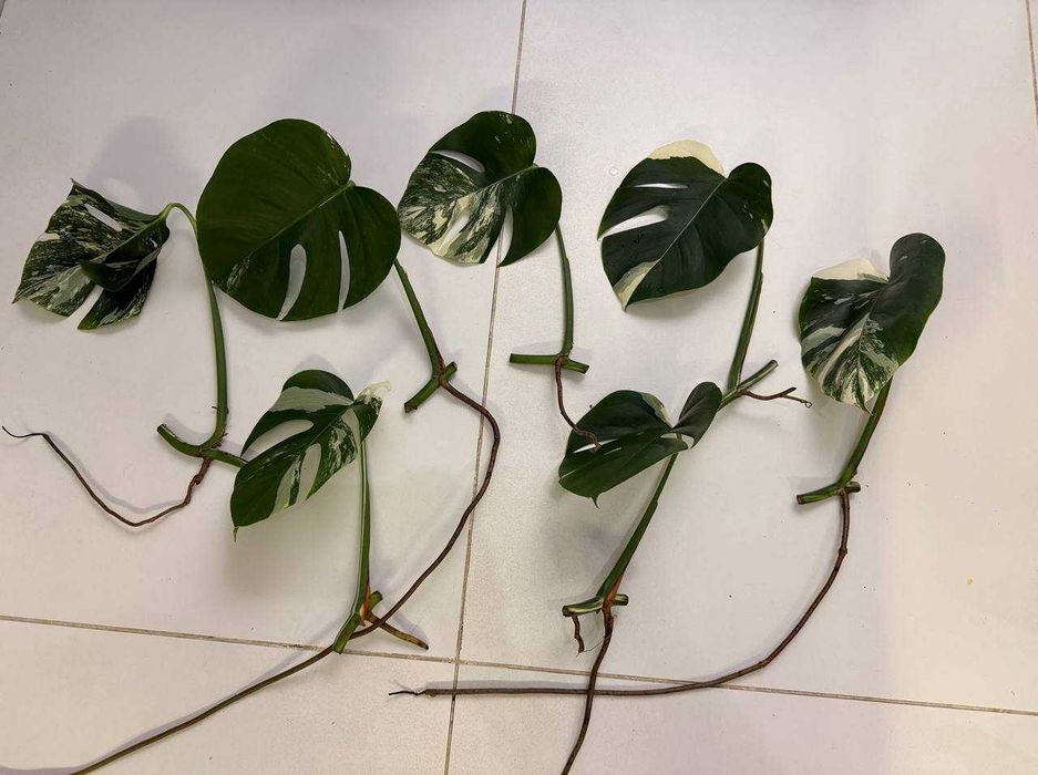 черенки Монстеры Альба