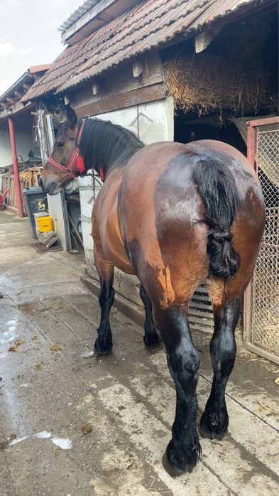 Iapa 6 pe 7 ani cumintenie maxima