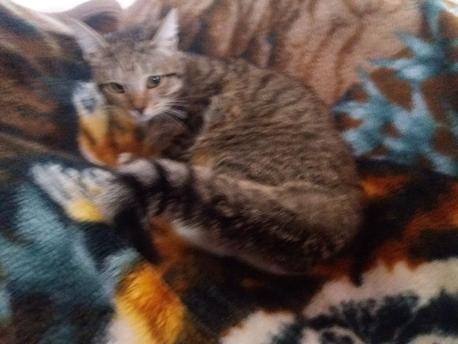 Обнаружен кот. Кто потерял?