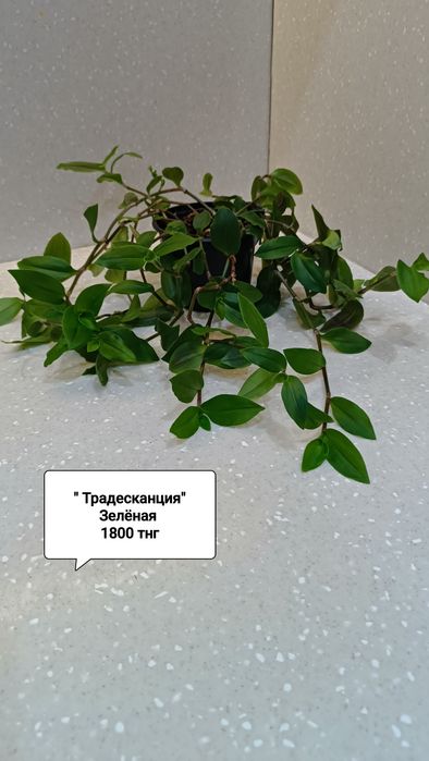 Цветы в горшках комнатные