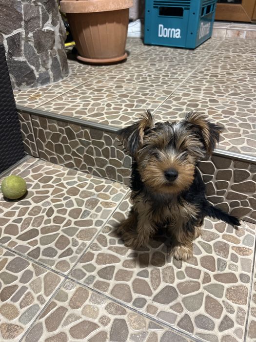 Terrier Yorkshire