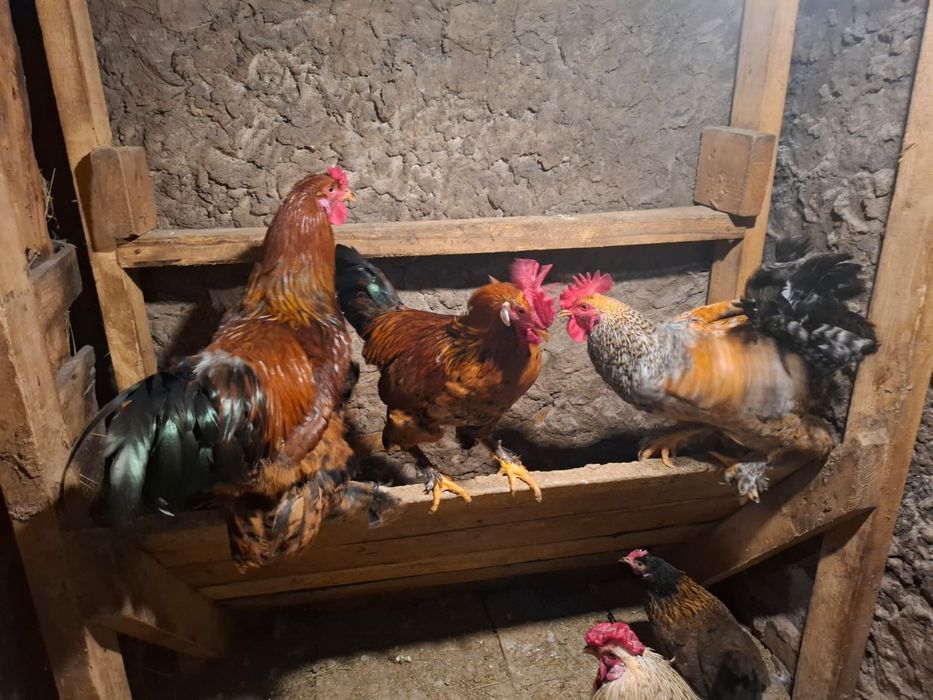 Продам петухов молодых