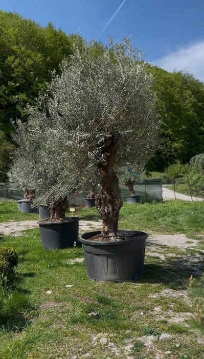 Măslini Mediteraneeni | Eleganță pentru Orice Spațiu Exterior