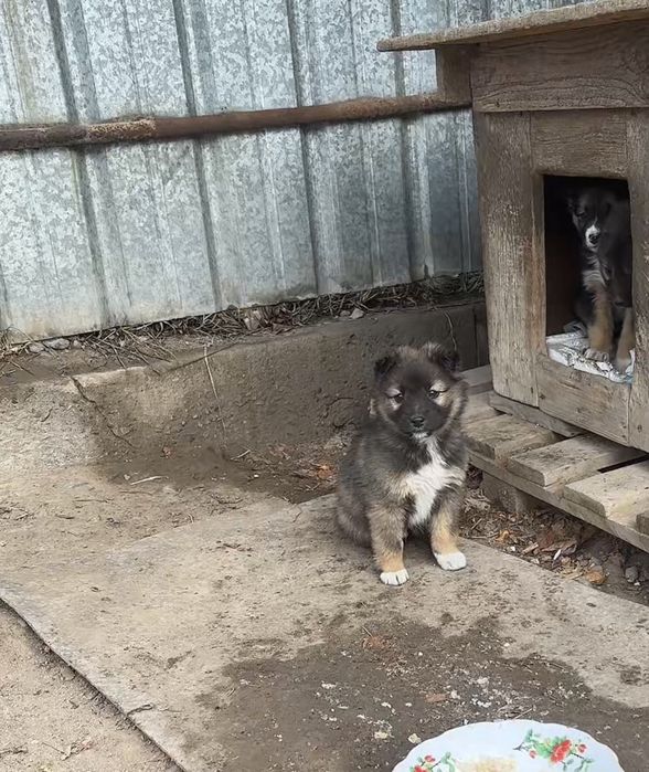 Девочка ищет дом