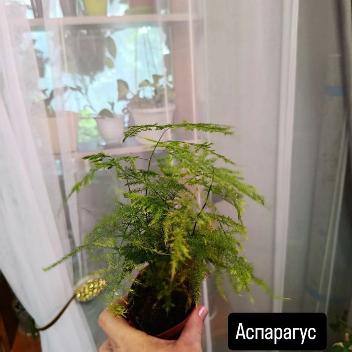 Продам комнатные цветы