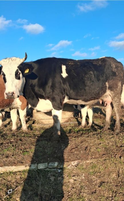 Vînd junincă cu lapte