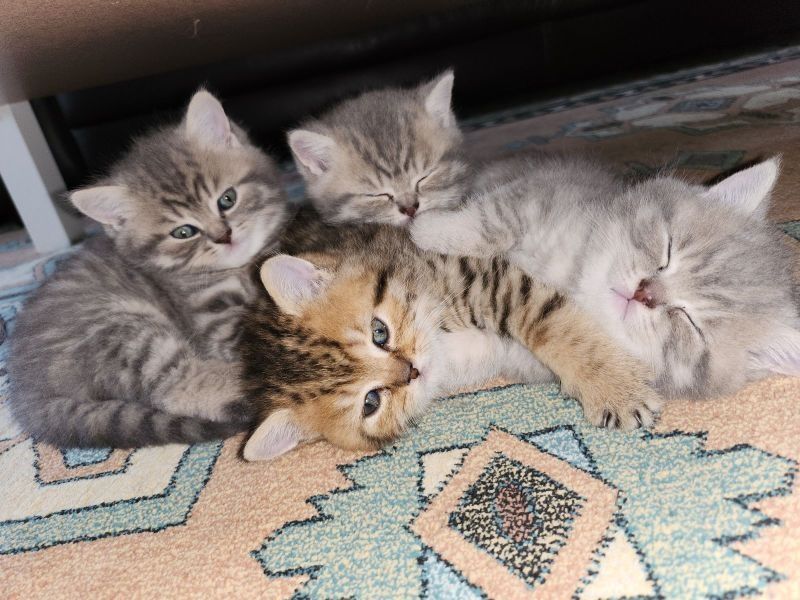 Породистые Британские котята